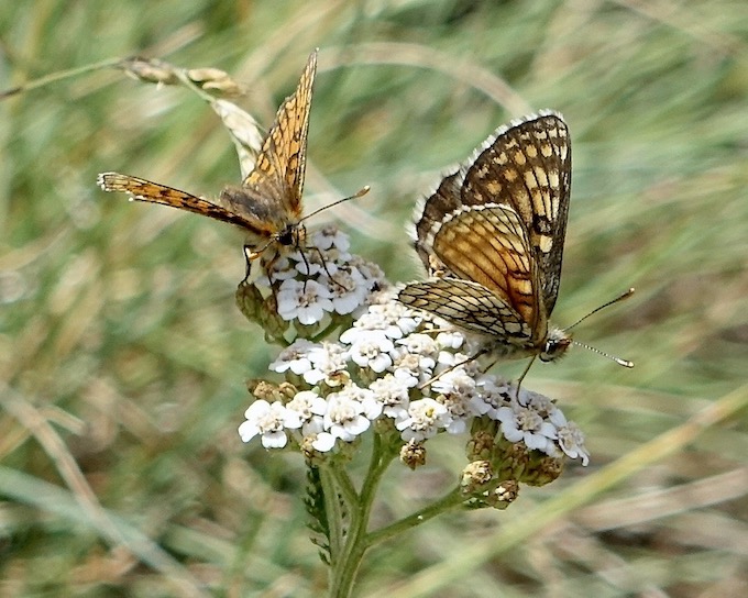 Grison's fritillary